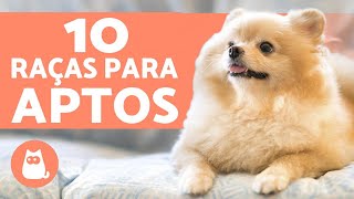 As 11 Raças de cães portugueses [upl. by Chicky83]