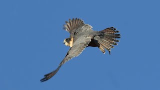 Falcons in the wild of Australia  Hobby Grey Falcon [upl. by Langdon]