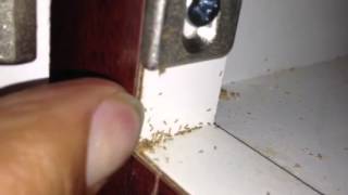 Mites in the pantry [upl. by Tuesday]