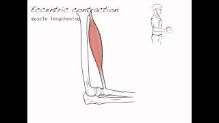 Contraction types skeletal muscle 4 [upl. by Essa696]