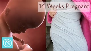 14 Weeks Pregnant What You Need To Know  Channel Mum [upl. by Ayyidas]