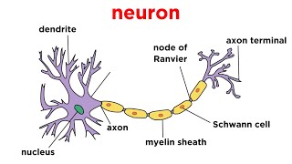 Types of Tissue Part 4 Nervous Tissue [upl. by Grace753]