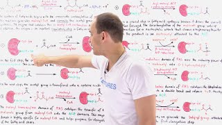 Fatty Acid Synthesis [upl. by Hakceber]