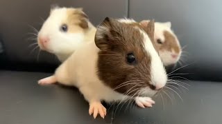 Excited Baby Guinea Pigs Wheeking Loudly [upl. by Warford]