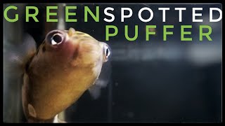 The REAL TRUTH About the Green Spotted Puffer Fish [upl. by Dnomyaw]