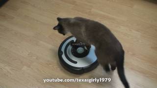 Cat shows HOW TO use iRobot Roomba Vacuum [upl. by Ellivro]