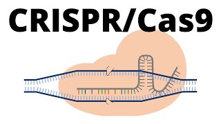 Dna CRISPRCas9 molecular medical animation [upl. by Ecire848]