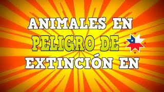 Animales en peligro de extincion en Chile [upl. by Ainecey]