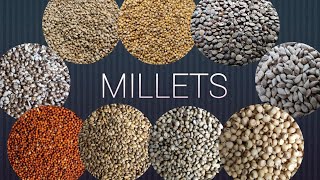 Millet Grains Closeup Shooting [upl. by Alin887]