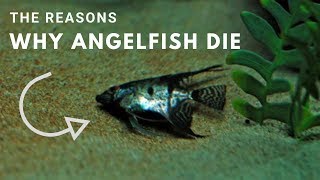 The Reasons Why Angelfish Die [upl. by Alurta494]