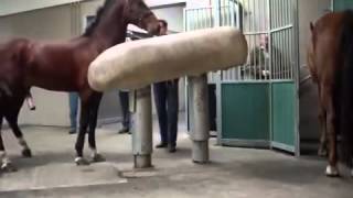 Mating Horses Breeding  HORSE MATING Donating Sperm MIX [upl. by Yrrehs]