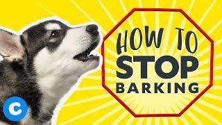 How To Teach Your Puppy to Stop Barking  Chewy [upl. by Puduns]