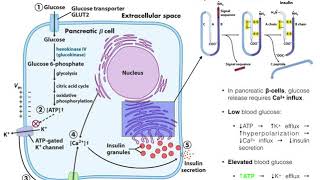 The Mechanism of Insulin Release by Pancreatic βcells [upl. by Shifrah]