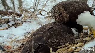 Decorah Eagles  North Nest 24032024 [upl. by Giark]