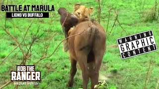 Lions Vs Buffalo Battle At Marula  Epic Safari Showdown [upl. by Pru]