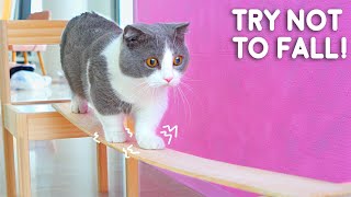 Cats Try Not To Fall Off Compilation [upl. by Rajewski]