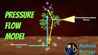 Pressure Flow Model Animation [upl. by Hurst68]