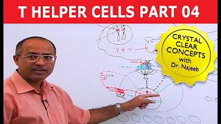 T Helper Cells  Immunology  Part 410 [upl. by Mungo]