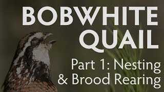 Bobwhite Quail Nesting and Brood Rearing  PART 1  Latest Largest Research Study [upl. by Ahsilif]