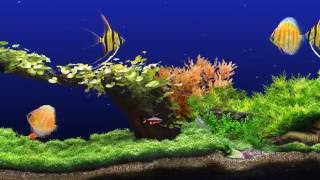 ★ Freshwater Aquarium ★ UHD Screensaver ★ 3 FishTanks ★ 60fps ★ [upl. by Fuller]