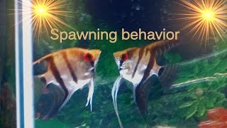 Tips on Angelfish spawning behavior [upl. by Enilemme80]