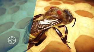 Varroa Mites  Why Bees are Dying [upl. by Ahtram]