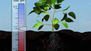 Plant Nutrition Mineral Absorption Part One [upl. by Marlo519]