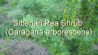 Siberian Pea Shrub From Flower to Harvest [upl. by Irabaj822]