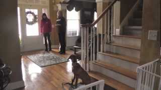 Dog Training How to train a Vizsla to Come Sit Heel Leash Walk  Distractions  Recommendation [upl. by Katy]