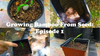 Growing Bamboo From Seed Episode 1 [upl. by Cynera994]