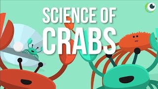 Beautiful Science  The Science of Crabs [upl. by Rosa]