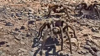 Tarantula Mating Season Brings CreepyCrawly Romance to Bay Area Trails [upl. by Ednutey]