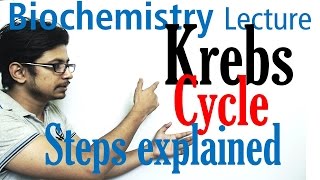 Krebs cycle [upl. by Laure]