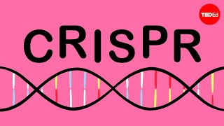 Experimenting with CRISPR Cas9 at Home [upl. by Edmonda921]