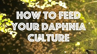 How To Feed Your Daphnia Culture [upl. by Humfrey]