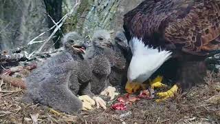 DECORAH EAGLES 🐣🐣🐣 DRAMA amp HEARTBREAK ◕ EAGLE DAD MISSING ◕ MOM GOING IT ALONE ◕ INTRUDER ◕ [upl. by Doll]