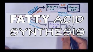 Fatty Acid Biosynthesis  Part II [upl. by Stouffer]