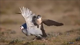 FALCON HUNTING COMPILATION [upl. by Namara861]