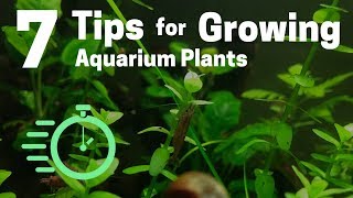 7 Tips for Growing Freshwater Plants in an Aquarium [upl. by Manon]