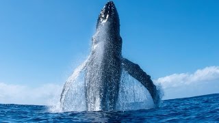 Incredible Humpback Whale Breach [upl. by Nosaes]