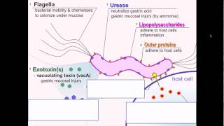 H Pylori Gone But Symptoms Remain [upl. by Trebmer]