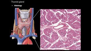 Thyroid and Parathyroid Glands [upl. by Atilrahc780]