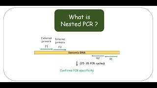 Nested PCR [upl. by Eitsud276]