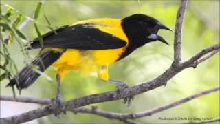 Audubons Oriole Song [upl. by Jdavie]