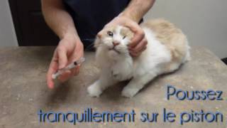 Administration de médicaments liquides chez le chat [upl. by Sivaj]