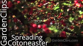 Spreading Cotoneaster  Cotoneaster divaricatus  How to grow Cotoneaster in the garden [upl. by Lladnik]