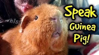 How to Speak Guinea Pig  Guinea Pig Whisperer [upl. by Verney]