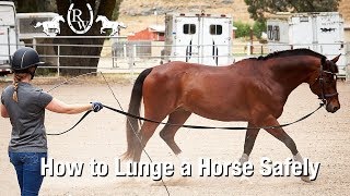 How to Lunge a Horse Safely [upl. by Auqinu]