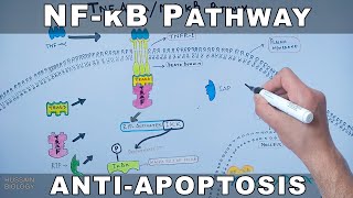 NFκB Pathway  Cell Survival Pathway [upl. by Ninel]