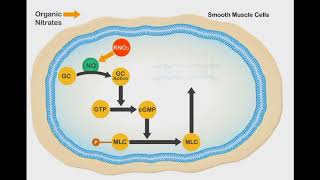 Nitric Oxide Vasodilation animation video [upl. by Eceinahs617]